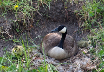 [The mother goose sits on the ground facing the camera. There is a gosling on either side of her. The one on the right is sitting while the one on the left looks to be trying to stand.]